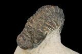 Bargain, Crotalocephalina Trilobite - Atchana, Morocco #119895-2